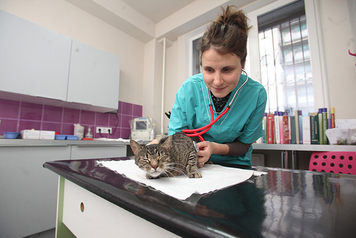 «Многие петербуржцы воспринимают музей как приют»: чем занимается ветеринар эрмитажных котов