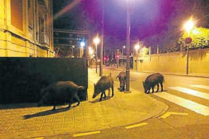 В Красном Селе жители заметили стаю диких кабанов. «Бумага»