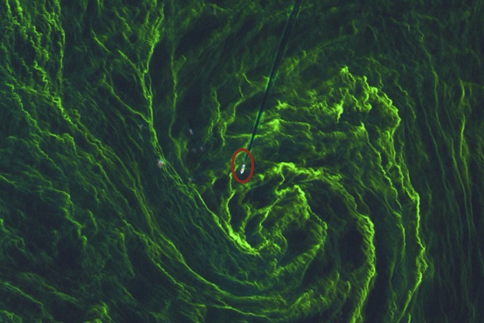 Спутник сфотографировал «мертвую зону» Балтийского моря, образованную цветущими водорослями