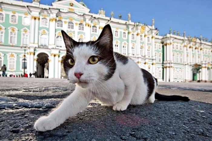 13 запахов Петербурга: кошки на Главпочтамте, хлеб на Чернышевского и гудрон на Американском мосту