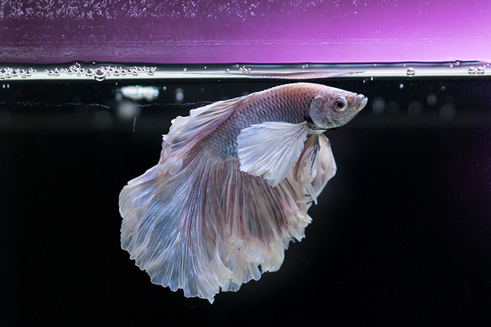 Короткая ли память у золотой рыбки и как мы используем мозг? Пройдите тест от «Открытой лабораторной» и отличите научные утверждения от мифов