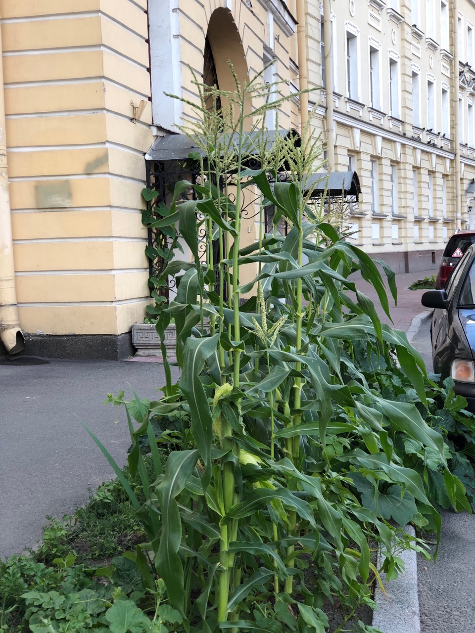 Как петербуржцы выращивают овощи и ягоды в центре города?. «Бумага»