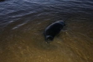С начала сентября на берегу Финского залива находят мертвых тюленей. Ученые говорят, что смерти могут продолжиться