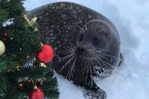 Посмотрите, что делали тюлени в Петербурге последний год: Крошик валялся в снегу, Вовчик кусался, а нерпы в Неве искали корюшку