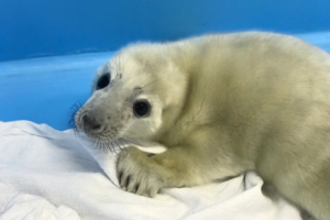 Житель Ленобласти помог спасти потерявшегося тюлененка