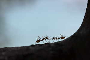 Чем для людей опасна изоляция и как эволюция делает нас похожими на муравьев? Рассказывает натуралист Евгения Тимонова