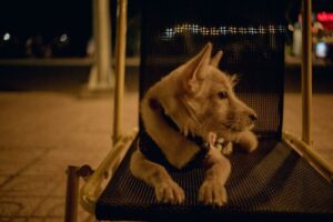 Владельцев собак в Петербурге предложили штрафовать, если животное лает в ночное время