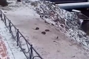 В Кудрове заметили стаю крыс. Местные жители боятся, что они могут нападать на детей и собак