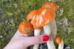 «Сезон уже начался». Какие грибы искать в Петербурге и Ленобласти в этом году 🍄