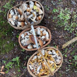 Когда начинают расти грибы подберезовики