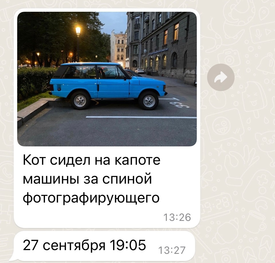 Две петербурженки могли забрать пропавшего кота из театра. «Бумага»