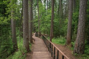 «Почему вход в лес стоит 200 рублей?»: Как работает оплата прогулок по экотропам в Ленобласти и что об этом говорят местные жители