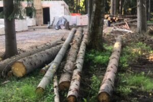 Активисты обвинили застройщика в вырубке исторических деревьев в Курортном районе