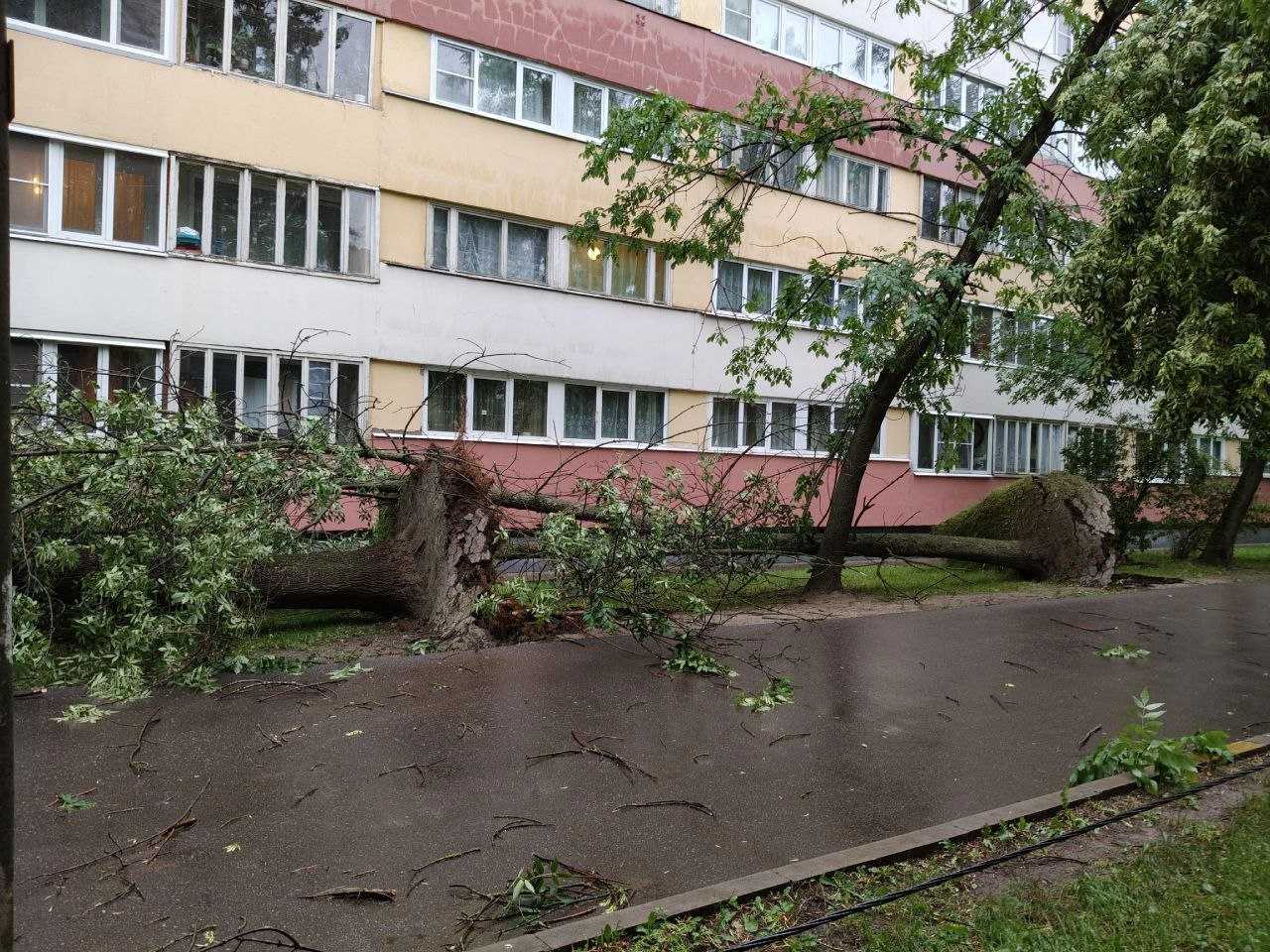 Почему деревья в Петербурге из-за порывов ветра падают, убивая людей?.  «Бумага»