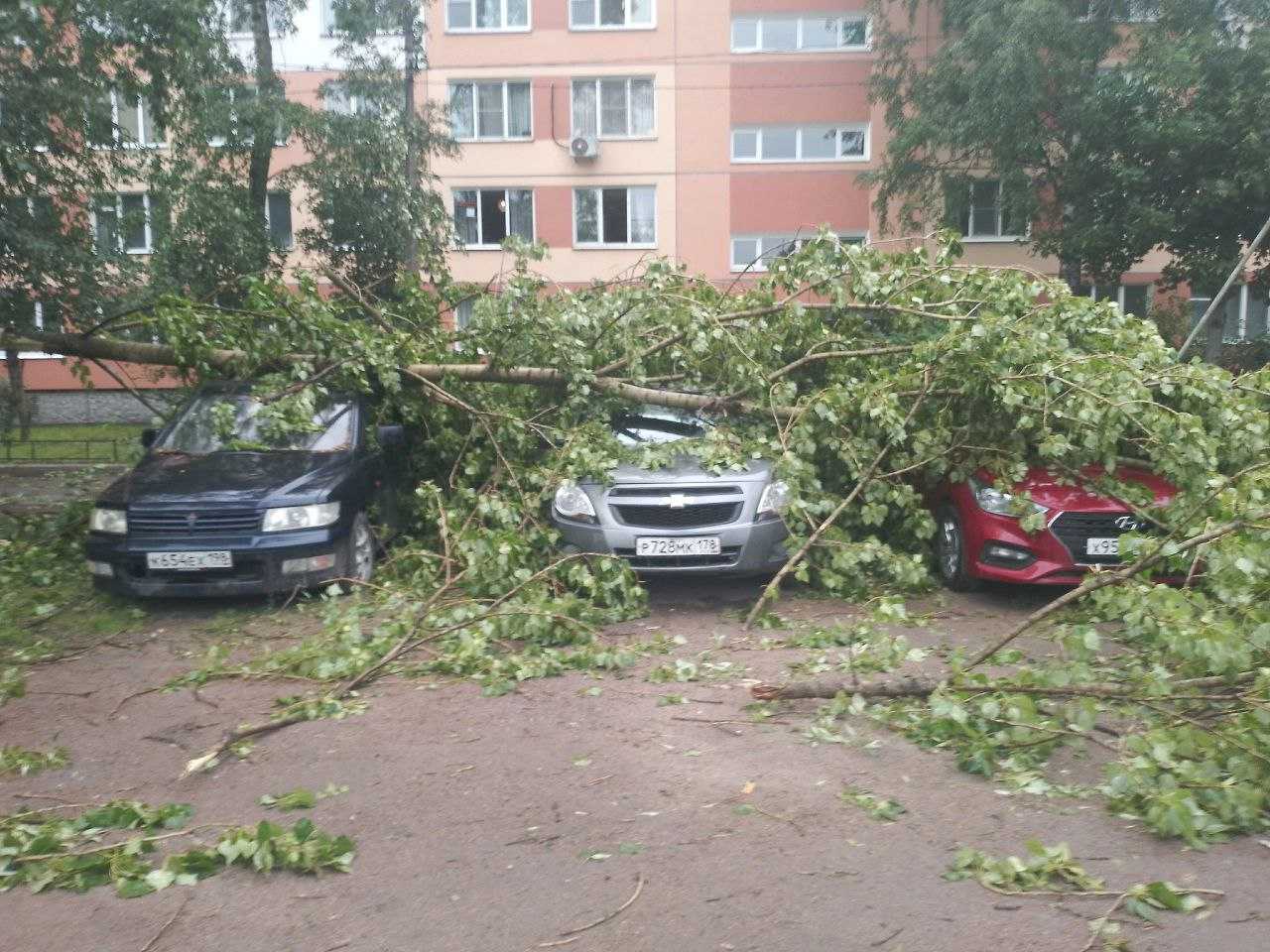 Почему деревья в Петербурге из-за порывов ветра падают, убивая людей?.  «Бумага»