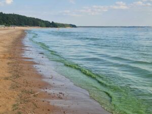 Почему вода в Финском заливе снова позеленела и опасно ли это? Отвечает эколог