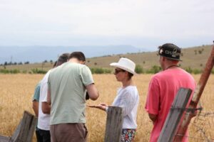 Грузинскую пшеницу признали нематериальным культурным наследием