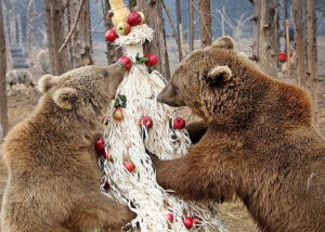 Чичилаки и елки можно сдать в тбилисский зоопарк