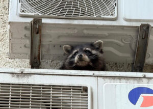 Енота сняли со стены одного из домов в Тбилиси