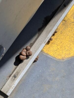 В тбилисском автобусе заметили гриб