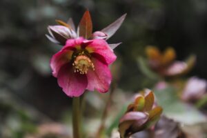 Великолепные цветы Тбилисского ботанического сада