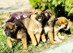 Как стать официальным опекуном дворовой собаки в Тбилиси. Отвечает Тбилисское агентство мониторинга животных