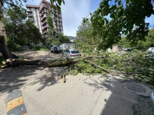 Упавшее дерево и почти обвалившаяся крыша: сильный ветер в Тбилиси